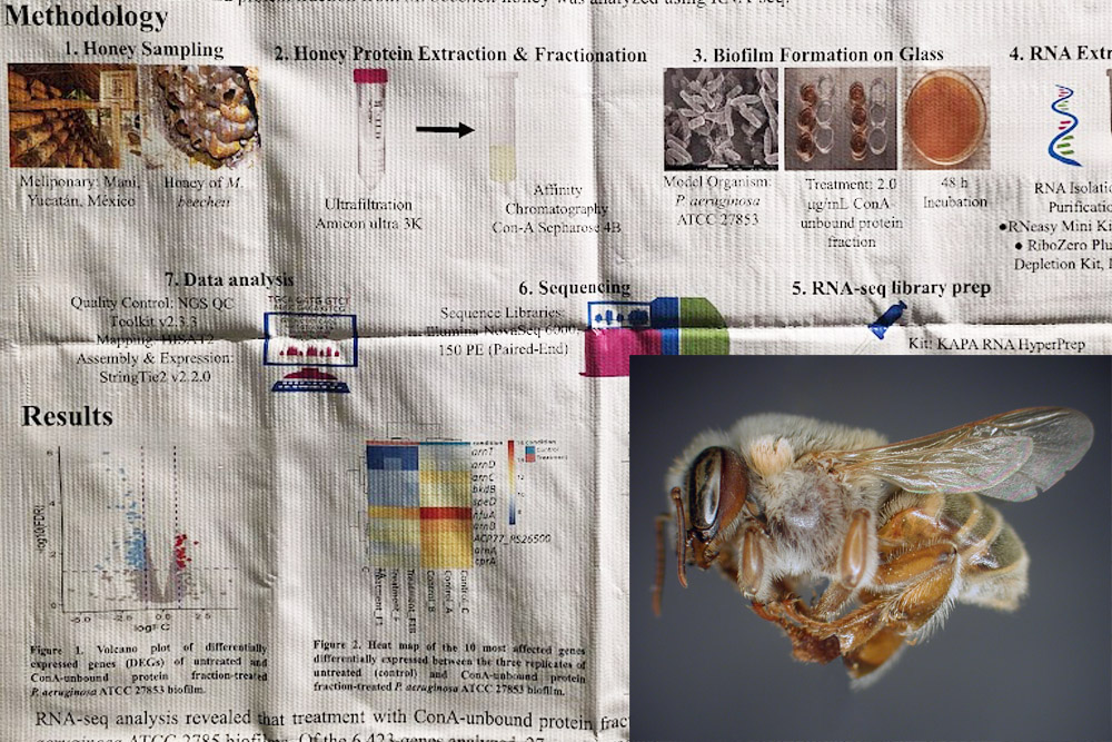 Vědecký poster o účincích medu bezžihadlových včel Melipona beecheii s fotografií včely a grafy