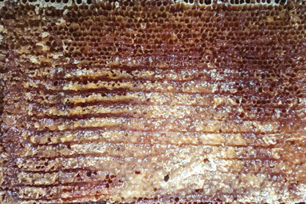 Detail včelího plástu s tmavými krystaly melecitózního medu