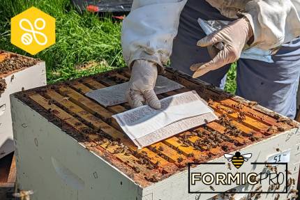 Včelař v ochranném obleku pokládá bílé proužky FormicPro na rámky otevřeného úlu