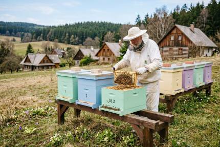 Včelařka v ochranném obleku kontroluje rámek v pastelově barevném úlu na jarním stanovišti
