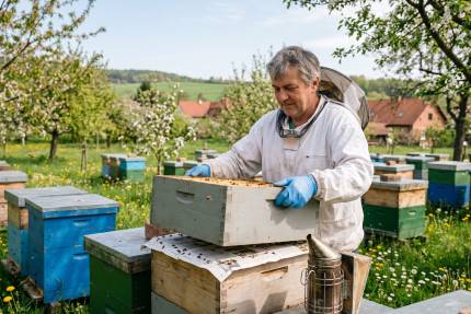 Včelař v bílém obleku přenáší nástavek mezi úly v kvetoucím sadu