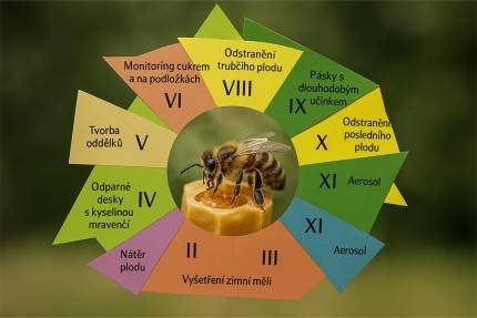 Barevný roční plán boje proti varroáze s včelou a termíny jednotlivých zásahů