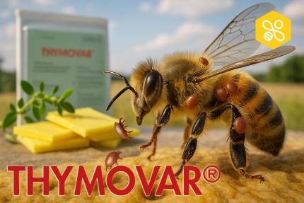 Detail včely s balením přípravku Thymovar na včelím stanovišti