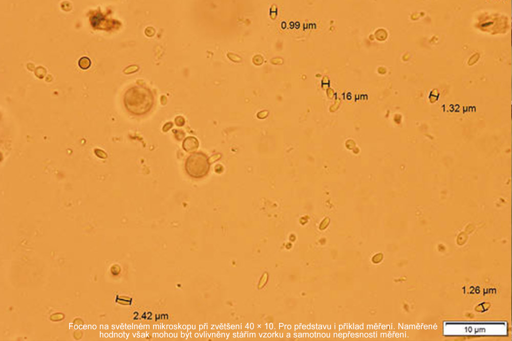 Obrázek Včely, mikrobiota a nosema