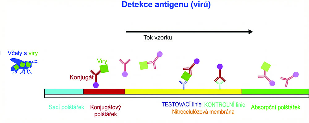 FASTest BEE 3T – rychlotest na včelí viry (2 ks)