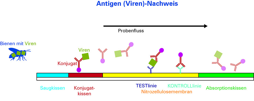 FASTest BEE 3T – rychlotest na včelí viry (2 ks)