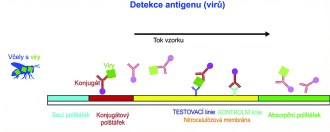 FASTest BEE 3T – rychlotest na včelí viry (2 ks)