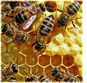 včelařské potřeby a produkty