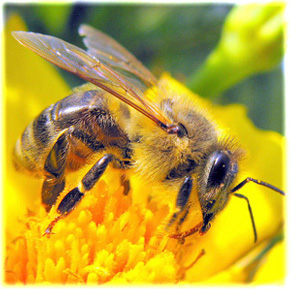 Včelařské potřeby, včelí úly a produkty